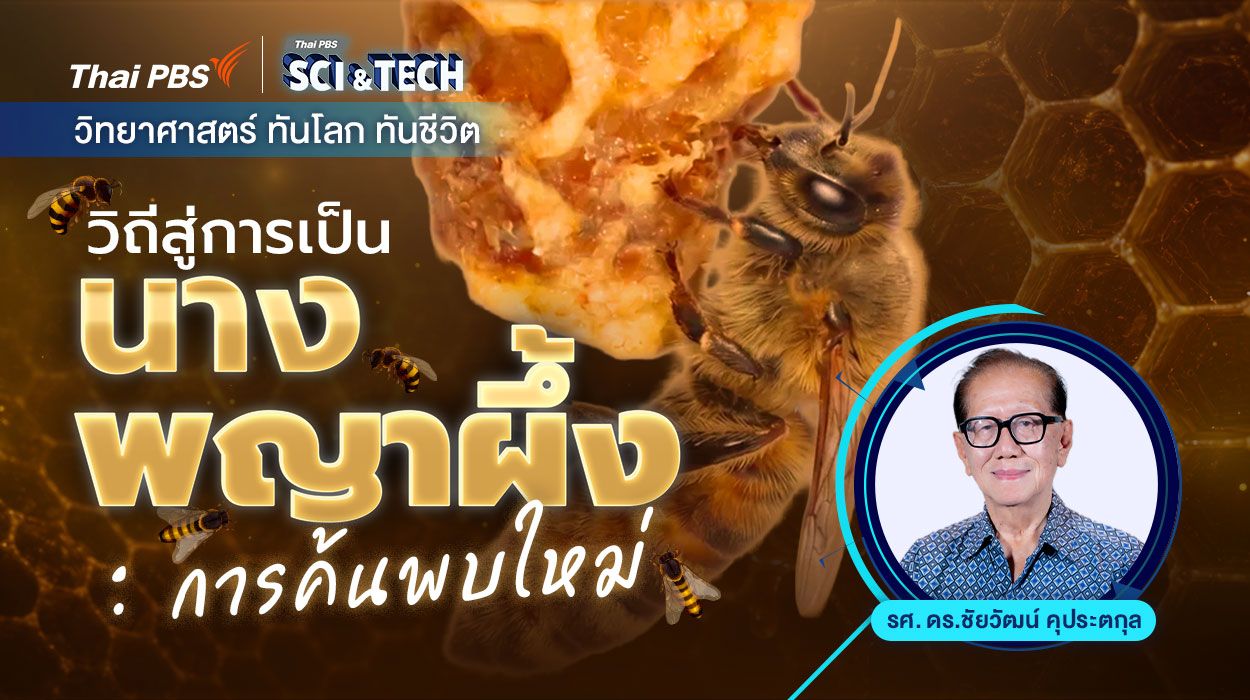 วิถีสู่การเป็นนางพญาผึ้ง : การค้นพบใหม่