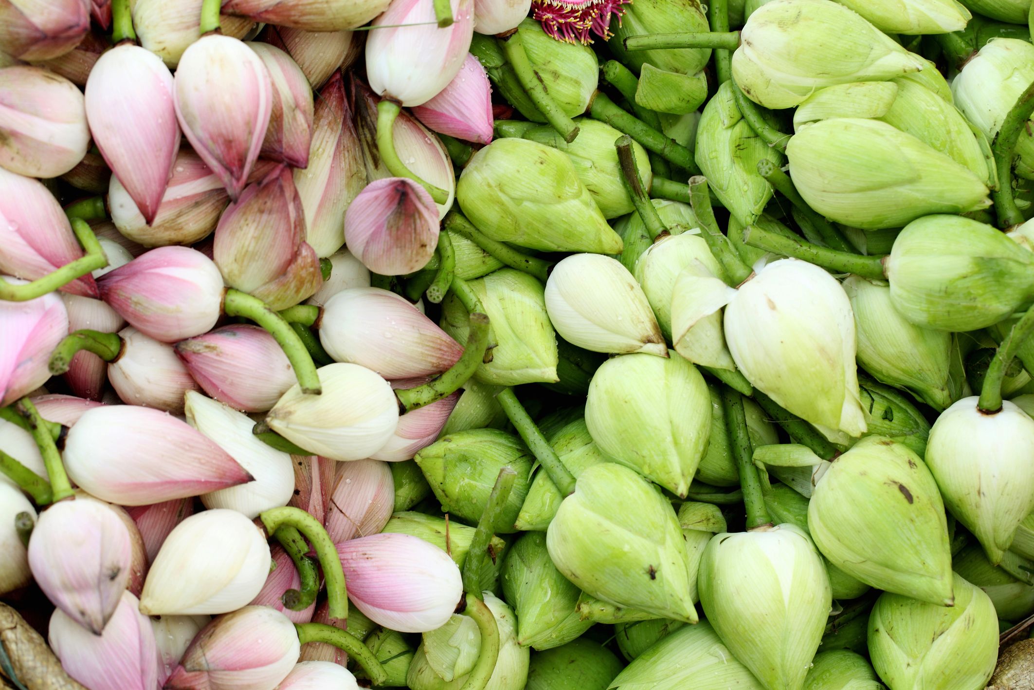 ภาพประกอบบทความ