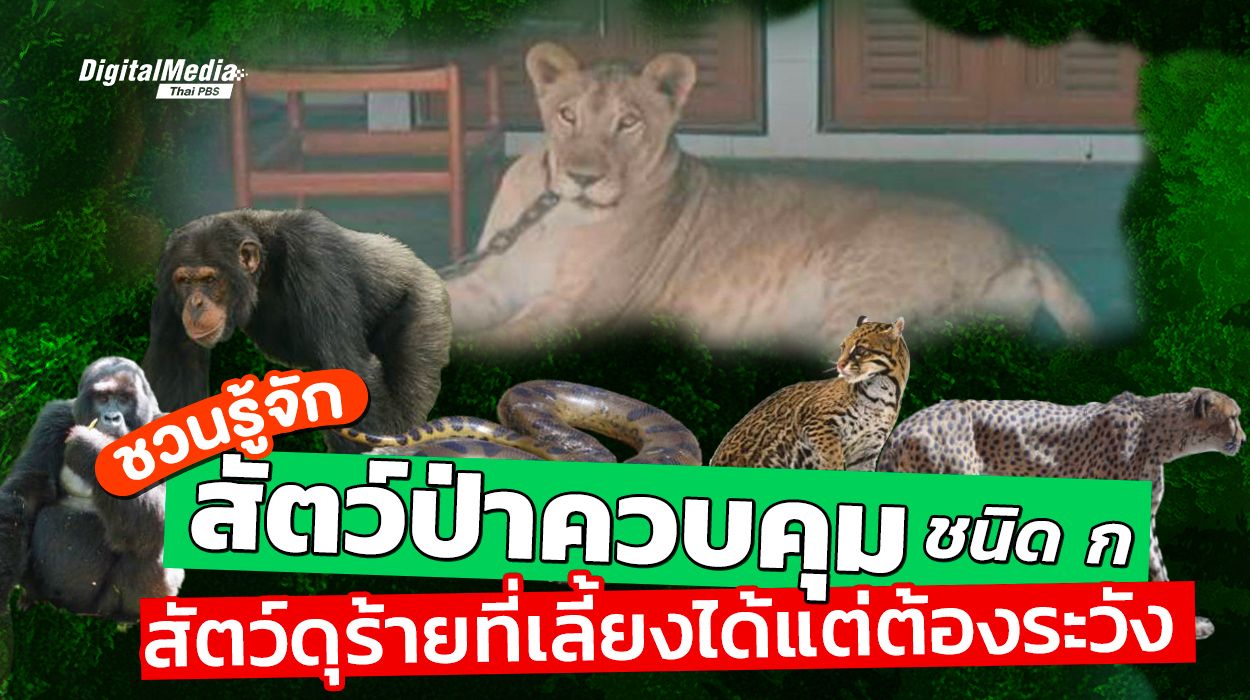 รู้จัก“สัตว์ป่าควบคุมชนิด ก”สัตว์ดุร้ายที่เลี้ยงได้แต่ต้องระวัง