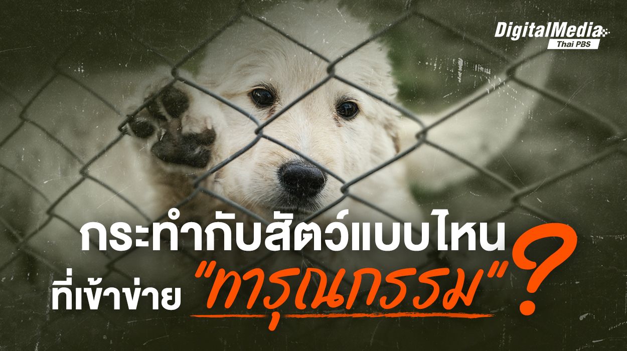 ไขข้อข้องใจ ! อะไรเข้าข่ายทารุณกรรมสัตว์บ้าง ?