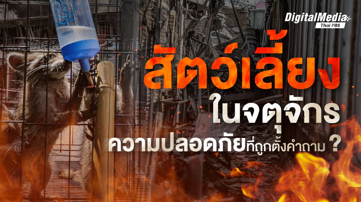 สัตว์เลี้ยงในจตุจักร ความปลอดภัยที่ถูกตั้งคำถาม ?