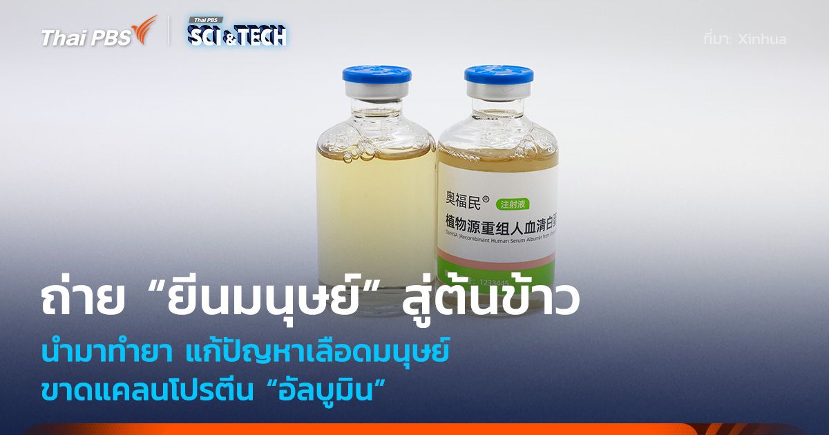 จีนถ่าย “ยีนมนุษย์” สู่ต้นข้าว นำมาทำยา แก้ปัญหาขาดแคลนโปรตีน “อัลบูมิน”