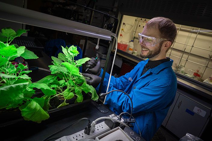 Patrick Opdensteinen นักวิจัยฉีดแบคทีเรยลงบนใบพืช