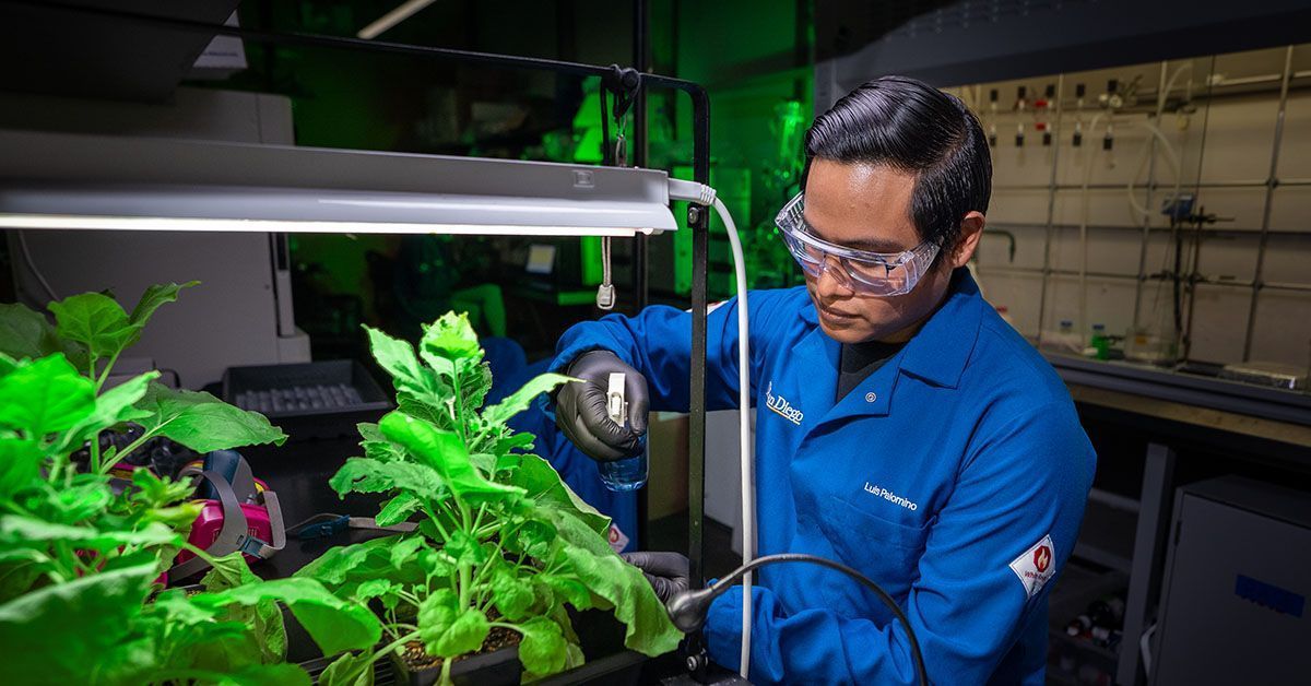 นักวิจัยทดลองฉีดสเปรย์พอลิเมอร์ลงบนใบพืช