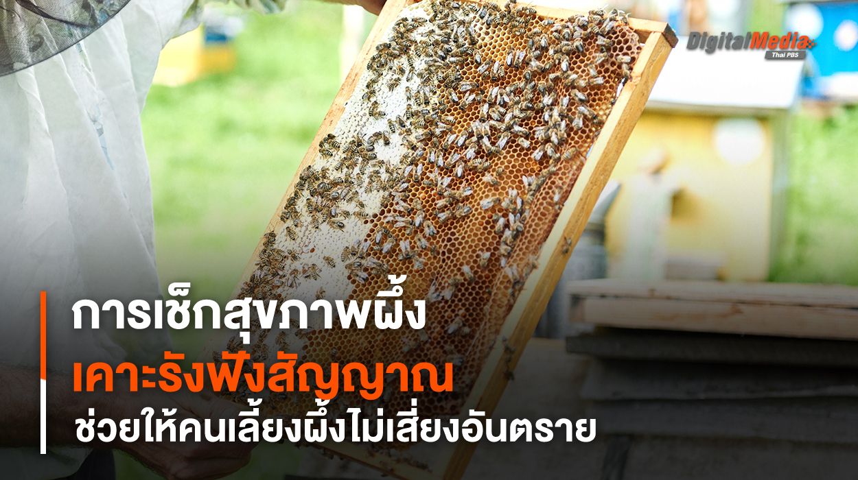 การเช็กสุขภาพผึ้ง เคาะรังฟังสัญญาณ ช่วยให้คนเลี้ยงผึ้งไม่เสี่ยงอันตราย