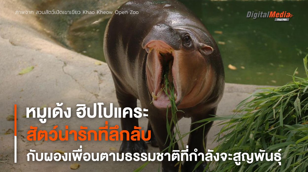 “ฮิปโปแคระ” สัตว์ลึกลับสุดน่ารักที่ผองเพื่อนตามธรรมชาติกำลังสูญพันธุ์