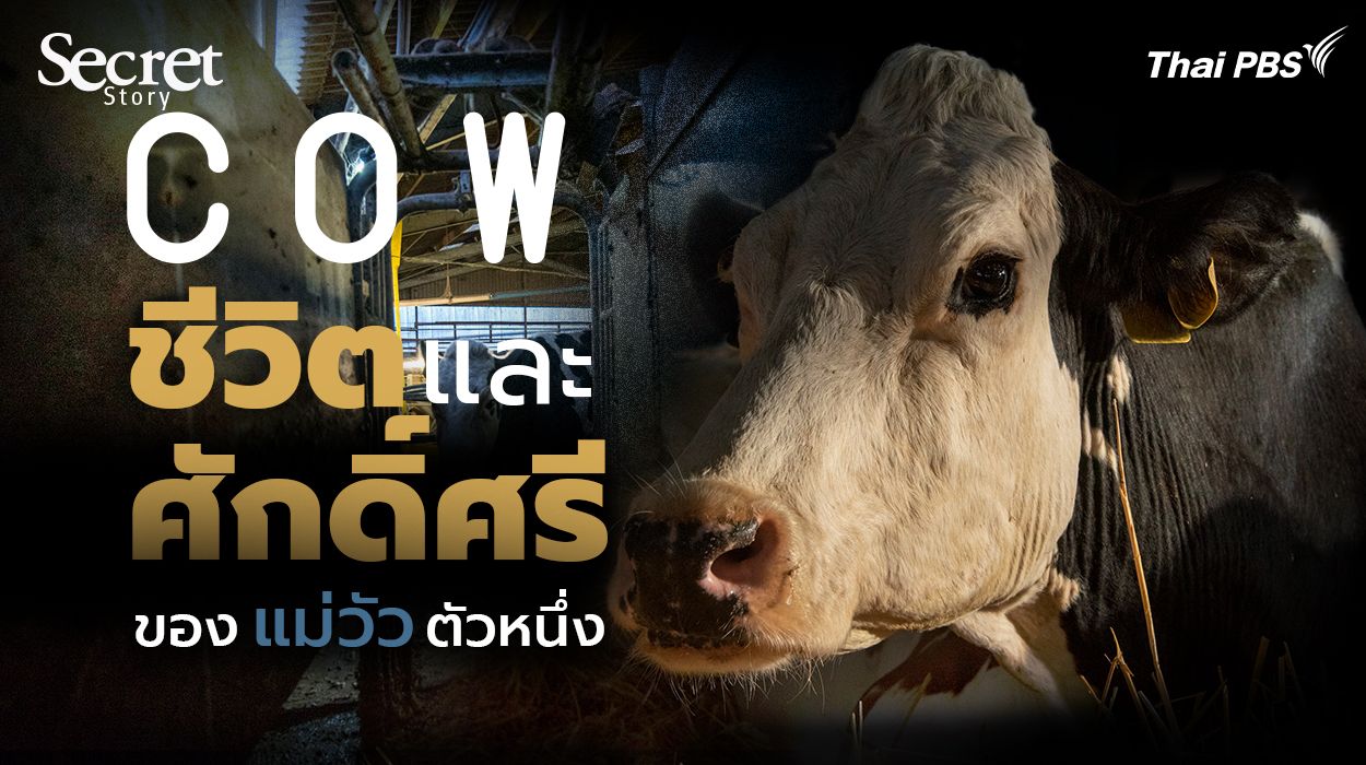 Secret Story | Cow ชีวิตและศักดิ์ศรีของแม่วัวตัวหนึ่ง