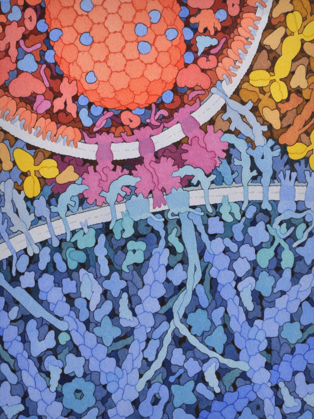 ภาพประกอบของเชื้อ HIV (บน) ที่เกาะติดกับเซลล์ ภาพจาก David S. Goodsell, The Scripps Research Institute