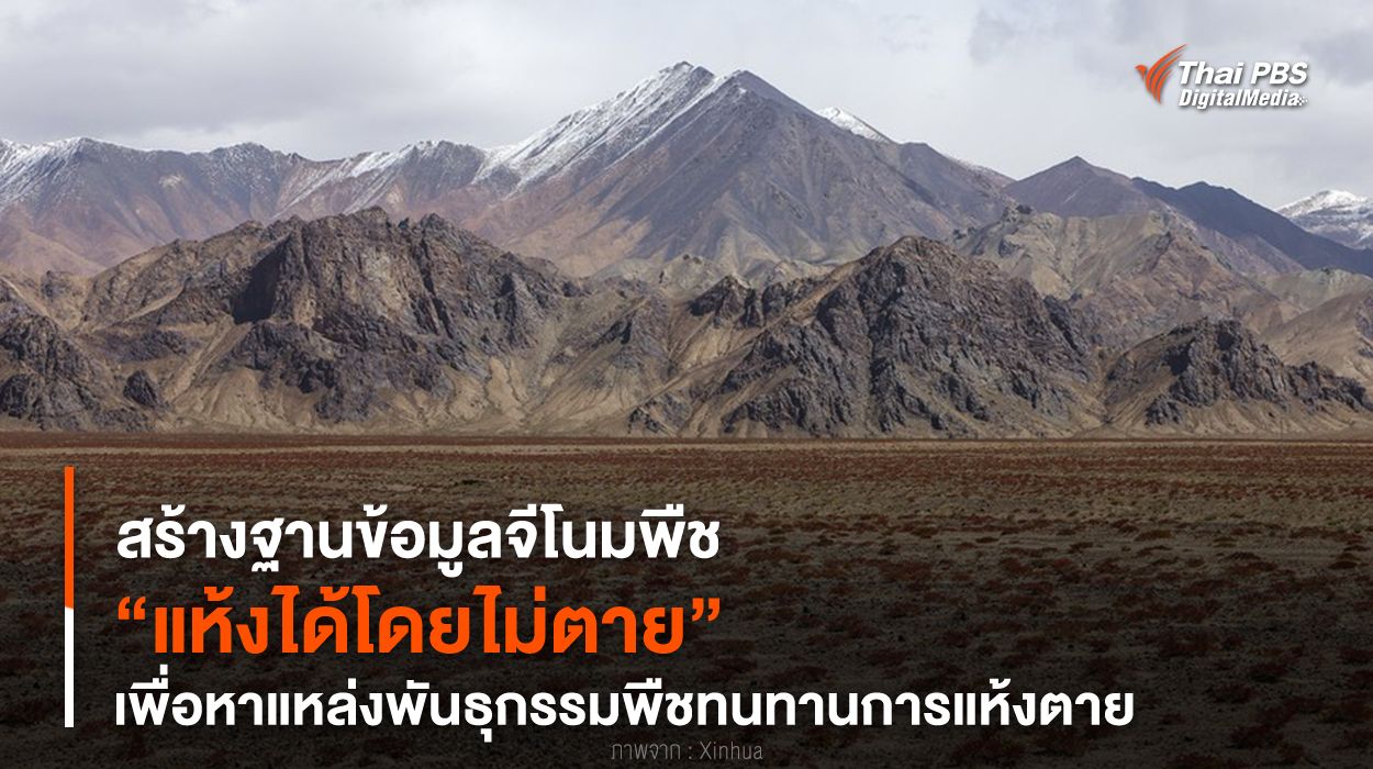 สร้างฐานข้อมูลจีโนมพืช “แห้งได้โดยไม่ตาย” เพื่อหาแหล่งพันธุกรรมพืชทนทานการแห้งตาย