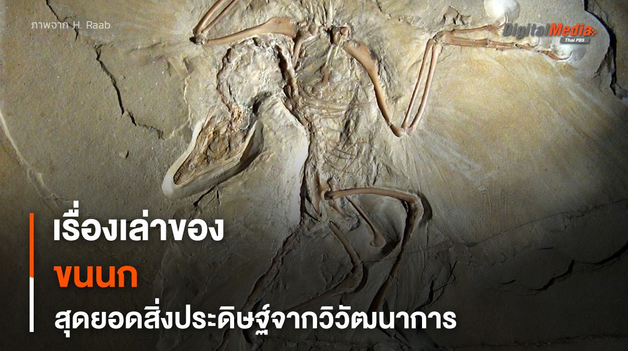 “ขนนก” สุดยอดสิ่งประดิษฐ์จากการวิวัฒนาการของไดโนเสาร์