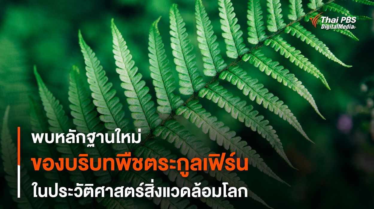 พบหลักฐานพืชตระกูล “เฟิร์น” ฟื้นฟูสิ่งแวดล้อมหลังภัยพิบัติ