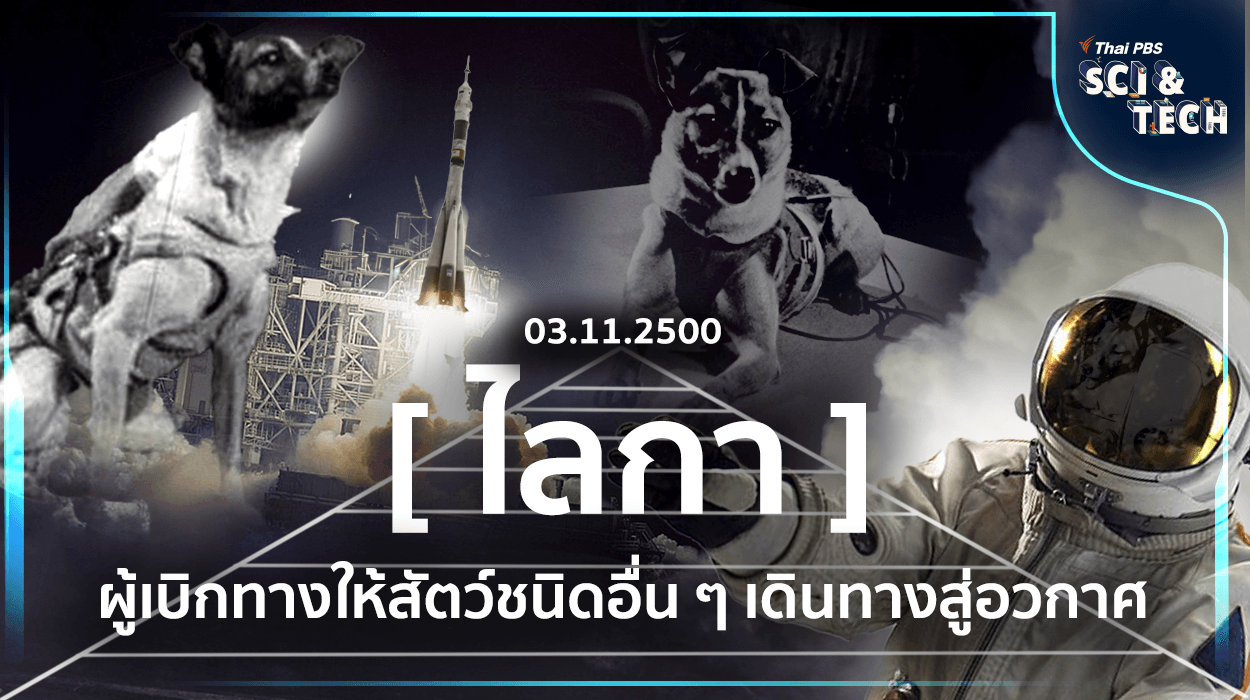 “ไลกา” (Laika) ผู้เบิกทางให้สัตว์ชนิดอื่น ๆ เดินทางสู่อวกาศ