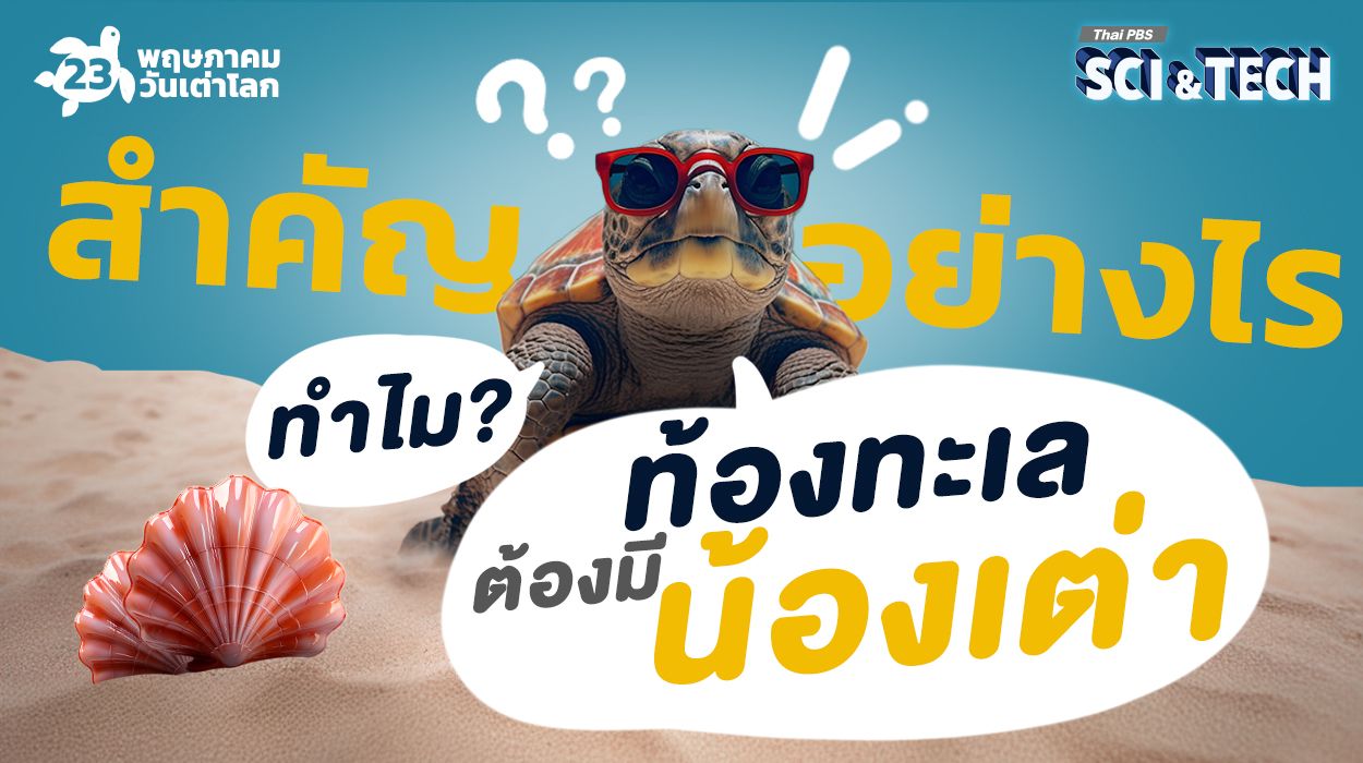 สำคัญอย่างไร ทำไม ? “ท้องทะเล” ต้องมี “น้องเต่า”