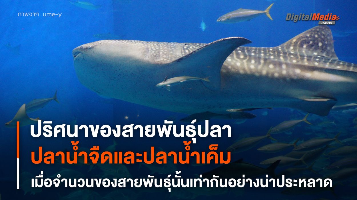 “ปฏิทรรศน์ปลาน้ำจืด” ทำไม ? ปลาน้ำจืดกับน้ำเค็มมีสายพันธุ์เท่ากัน