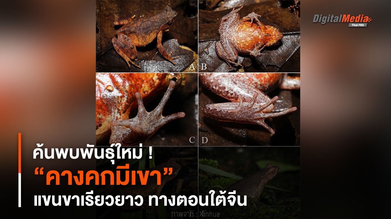 ค้นพบพันธุ์ใหม่ ! “คางคกมีเขา” แขนขาเรียวยาว ทางตอนใต้จีน