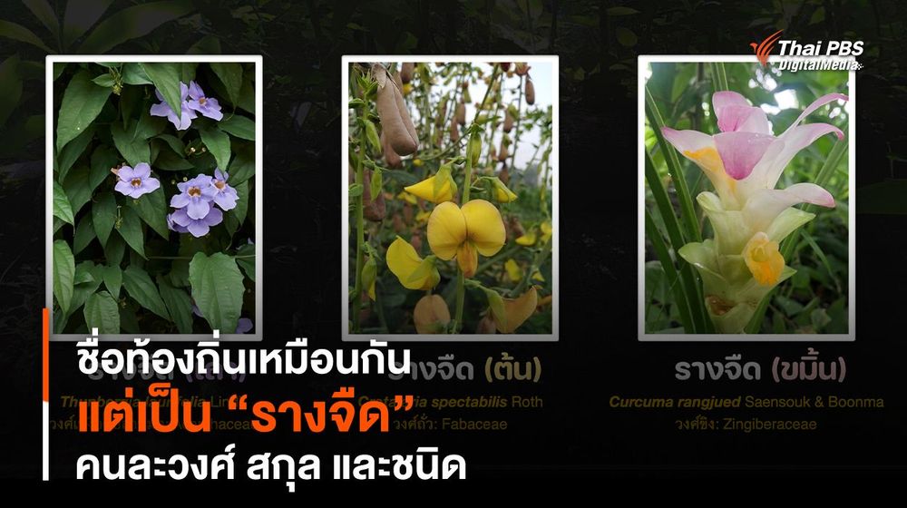 รู้ไหม ? “รางจืด” ชื่อท้องถิ่นเหมือนกัน แต่คนละวงศ์ สกุล และชนิด 