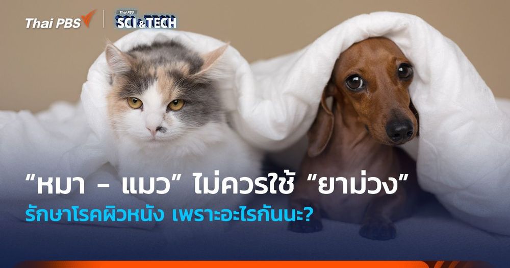 เหตุผลที่ “หมา - แมว” ไม่ควรใช้ “ยาม่วง” รักษาโรคผิวหนัง