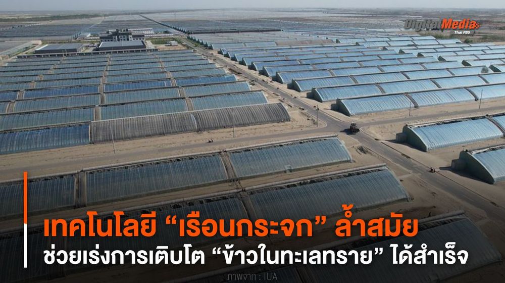 เทคโนโลยี “เรือนกระจก” ล้ำสมัย ช่วยเร่งการเติบโต “ข้าวในทะเลทราย”