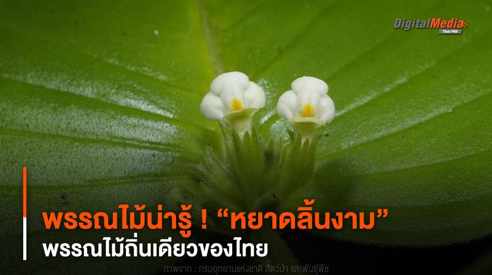 พรรณไม้น่ารู้ ! “หยาดลิ้นงาม” พรรณไม้ถิ่นเดียวของไทย