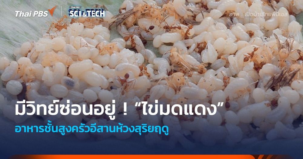 วิทย์ - ภูมิปัญญาซ่อนอยู่ ! “ไข่มดแดง” อาหารชั้นสูงห้วงสุริยฤดู