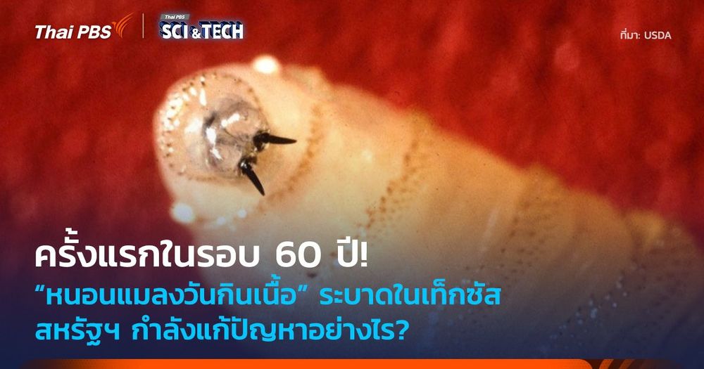 ครั้งแรกในรอบ 60 ปี! “หนอนแมลงวันกินเนื้อ” ระบาด สหรัฐฯ แก้ปัญหาอย่างไร?
