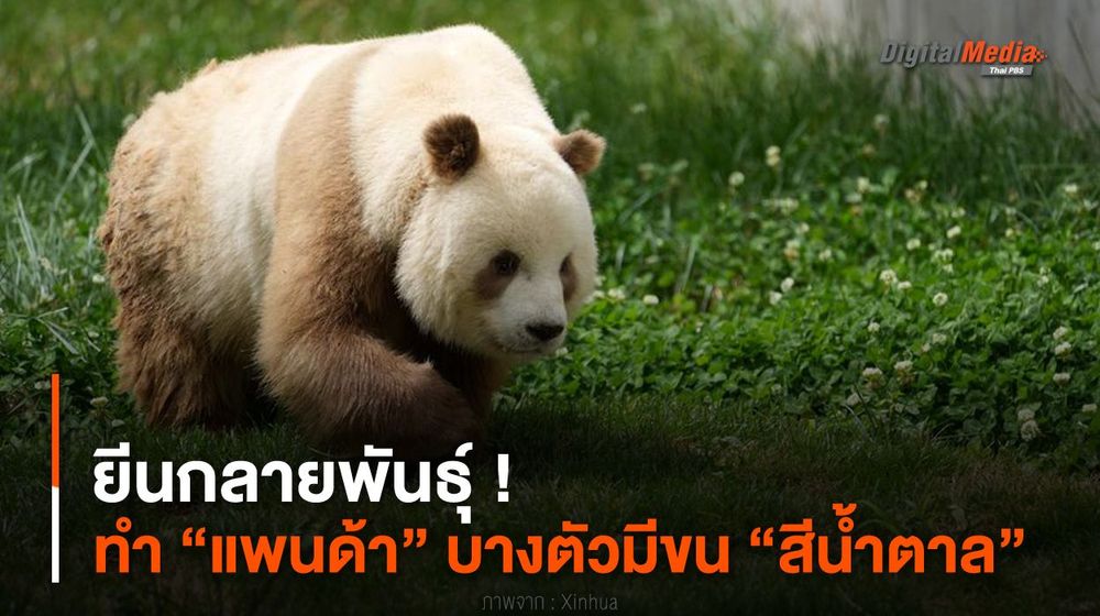 ยีนกลายพันธุ์ ! ทำ “แพนด้า” บางตัวมีขน “สีน้ำตาล”