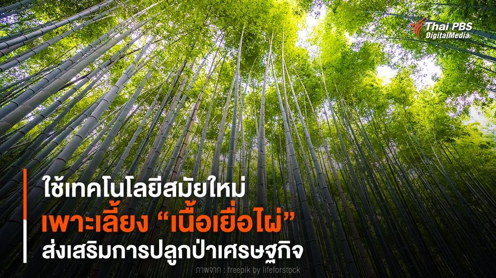ใช้เทคโนโลยีสมัยใหม่ เพาะเลี้ยง “เนื้อเยื่อไผ่” ส่งเสริมการปลูกป่าเศรษฐกิจ