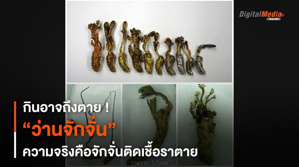 กินอาจถึงตาย ! “ว่านจักจั่น” ความจริงคือจักจั่นติดเชื้อราตาย