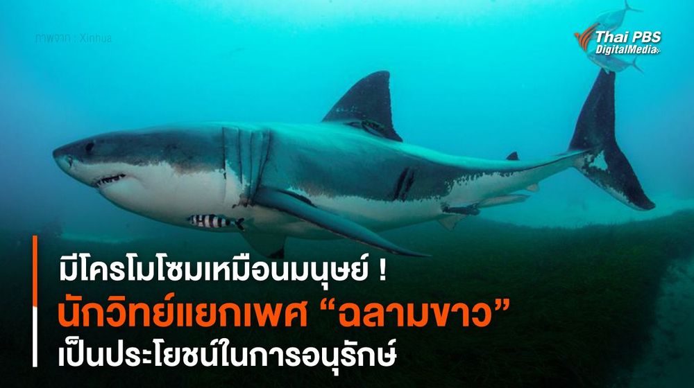 มีโครโมโซมเหมือนมนุษย์ ! นักวิทย์แยกเพศ “ฉลามขาว” เป็นประโยชน์ในการอนุรักษ์