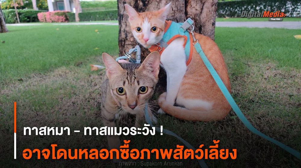 ทาสหมา - ทาสแมวระวัง ! อาจโดนหลอกซื้อภาพสัตว์เลี้ยง