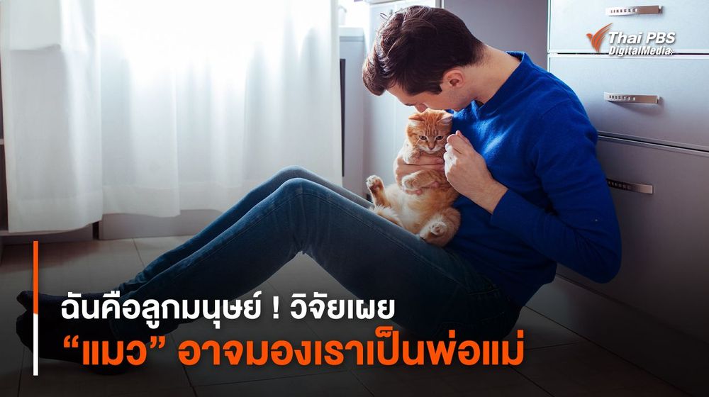 ฉันคือลูกมนุษย์ ! วิจัยเผย “แมว” อาจมองเรา (คนเลี้ยง) เป็นพ่อแม่ 