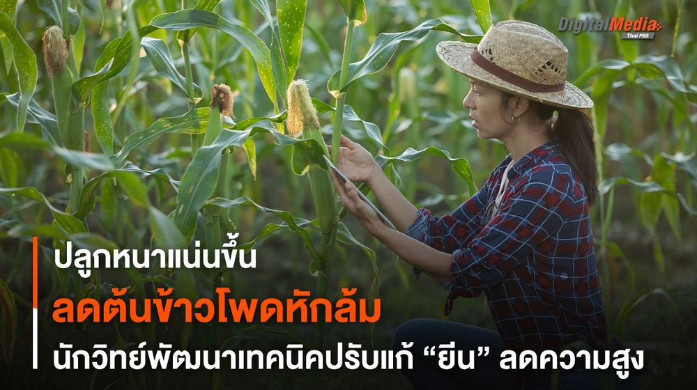 ลดต้นข้าวโพดหักล้ม ! นักวิทย์พัฒนาเทคนิค ปรับแก้ “ยีน” ลดความสูง