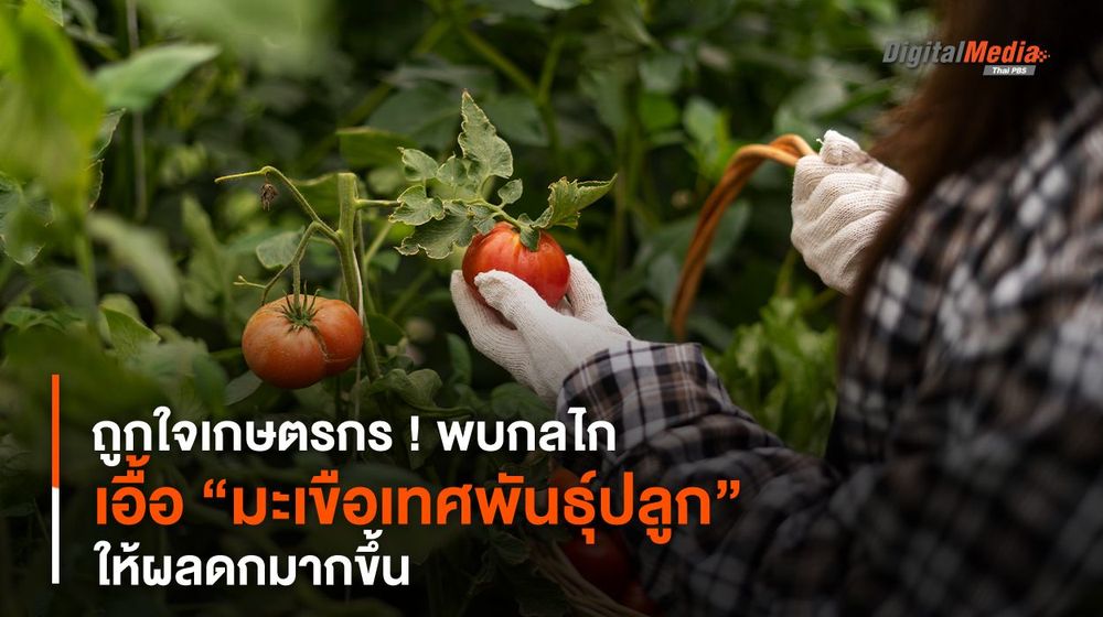 ถูกใจเกษตรกร ! พบกลไกเอื้อ “มะเขือเทศพันธุ์ปลูก” ให้ผลดกมากขึ้น