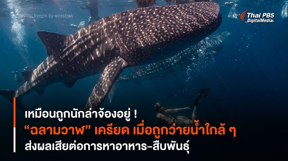เหมือนถูกนักล่าจ้องอยู่ ! “ฉลามวาฬ” เครียด เมื่อถูกว่ายน้ำใกล้ ๆ 