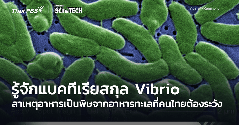 รู้จักแบคทีเรียสกุล Vibrio สาเหตุอาหารเป็นพิษรุนแรงจากอาหารทะเลที่คนไทยต้องระวัง