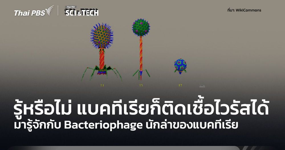 รู้หรือไม่ แบคทีเรียก็สามารถติดเชื้อไวรัสได้ รู้จัก Bacteriophage
