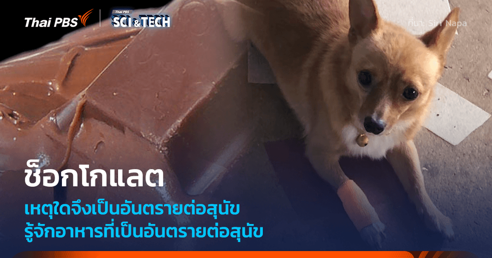 ช็อกโกแลตเป็นพิษต่อสุนัขจริงหรือ? พร้อมรายชื่ออาหารต้องห้ามสำหรับน้องหมา