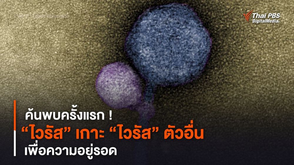 ค้นพบครั้งแรก ! “ไวรัส” เกาะ “ไวรัส” ตัวอื่น เพื่อความอยู่รอด