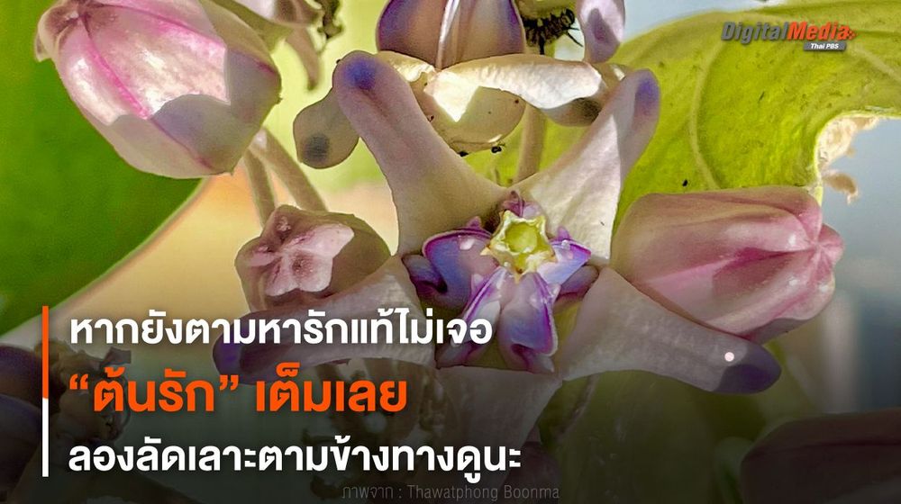 หากยังตามหารักแท้ไม่เจอ “ต้นรัก” เต็มเลย ลองลัดเลาะตามข้างทางดูนะ