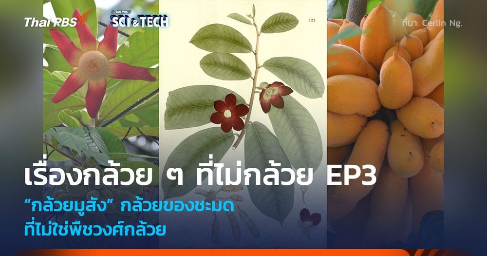 เรื่องกล้วย ๆ ที่ไม่กล้วย EP3 : “กล้วยมูสัง” กล้วยของชะมด ที่ไม่ใช่พืชวงศ์กล้วย
