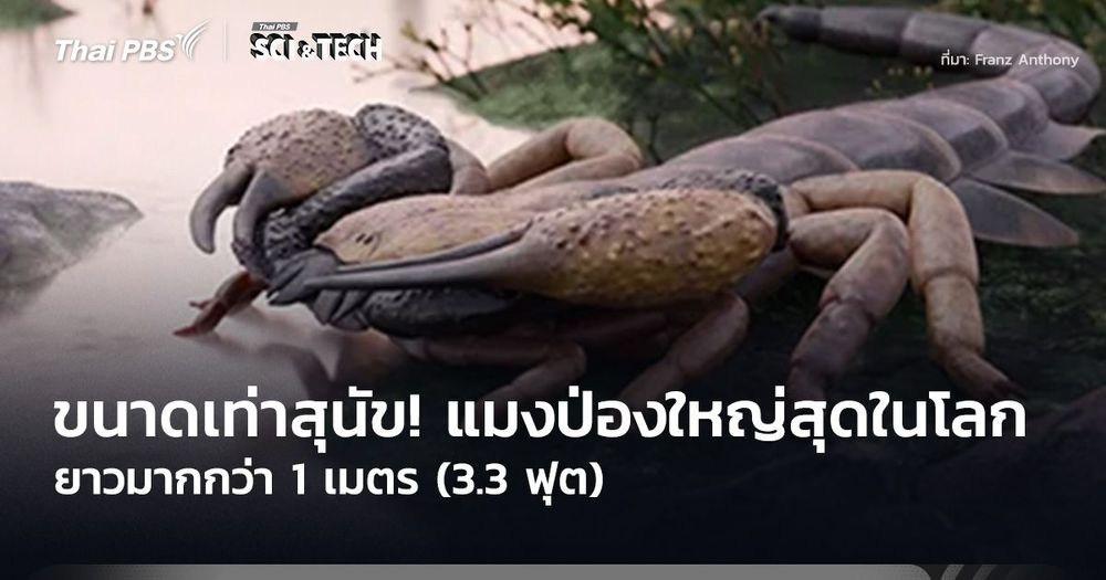 ขนาดเท่าสุนัข! “แมงป่อง” ใหญ่ที่สุดในโลก ยาวมากกว่า 1 เมตร (3.3 ฟุต)