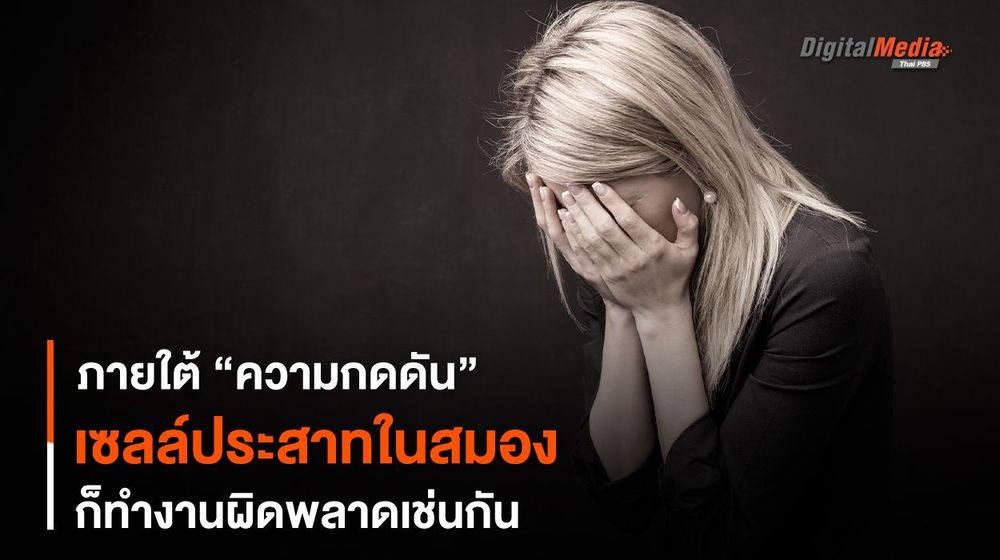 ภายใต้ “ความกดดัน” เซลล์ประสาทในสมองก็ทำงานผิดพลาดเช่นกัน