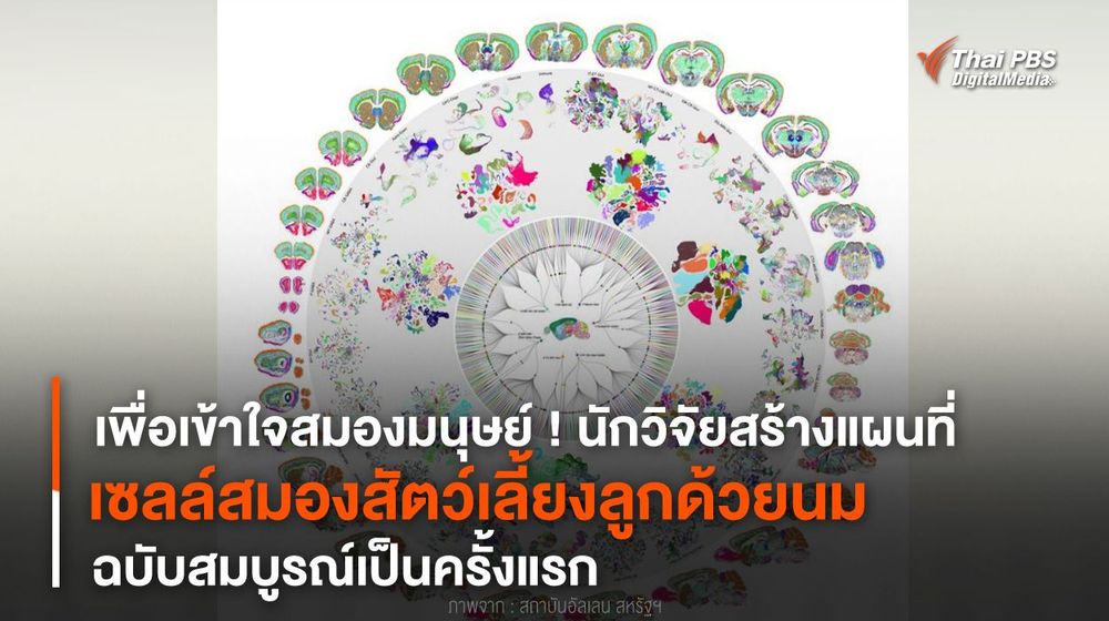นักวิจัยสร้างแผนที่ “เซลล์สมองสัตว์เลี้ยงลูกด้วยนม” ฉบับสมบูรณ์เป็นครั้งแรก