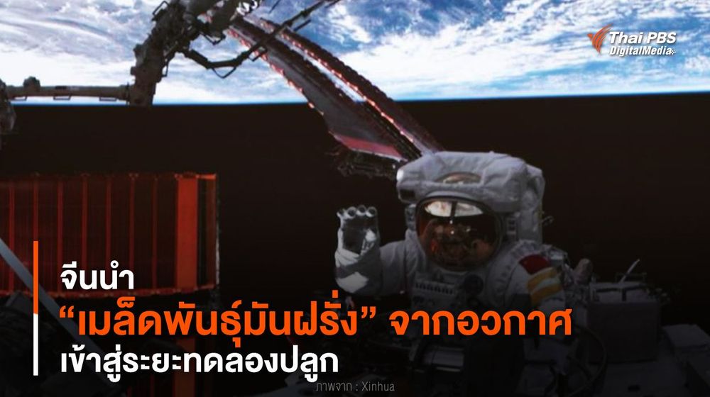 จีนนำ “เมล็ดพันธุ์มันฝรั่ง” จากอวกาศ เข้าสู่ระยะทดลองปลูก