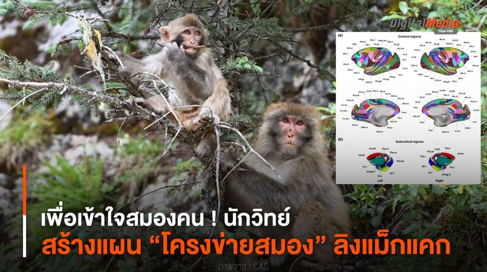 เพื่อเข้าใจสมองคน ! นักวิทย์สร้างแผน “โครงข่ายสมอง” ลิงแม็กแคก