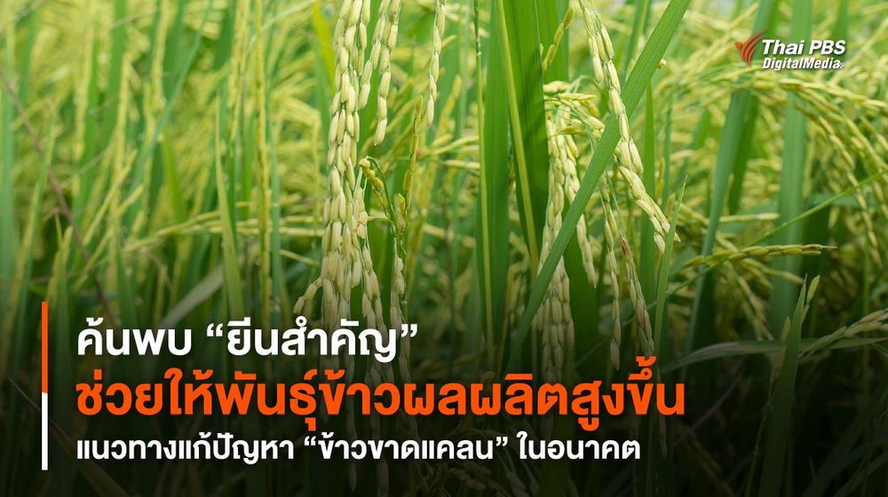 ค้นพบ “ยีนสำคัญ” ช่วยให้พันธุ์ข้าวผลผลิตสูงขึ้น แนวทางแก้ปัญหา “ข้าวขาดแคลน” ในอนาคต