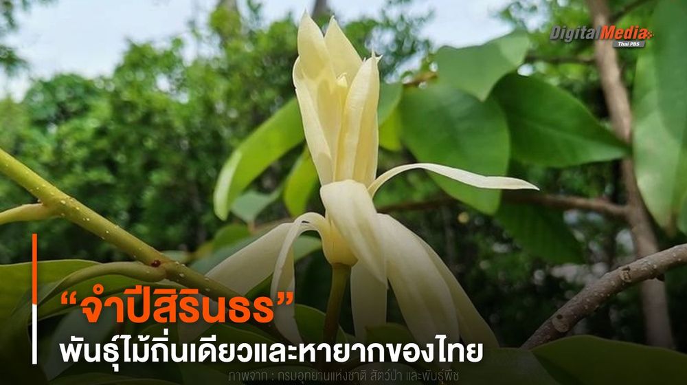 พรรณไม้น่ารู้ ! “จำปีสิรินธร” พันธุ์ไม้ถิ่นเดียวและหายากของไทย 