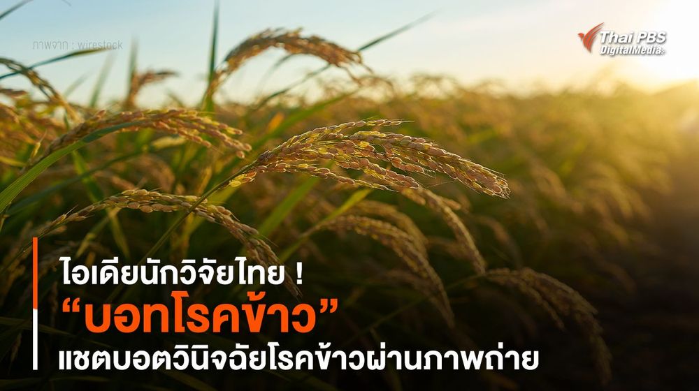 ไอเดียนักวิจัยไทย ! “บอทโรคข้าว” แชตบอตวินิจฉัย "โรคข้าว" ผ่านภาพถ่าย