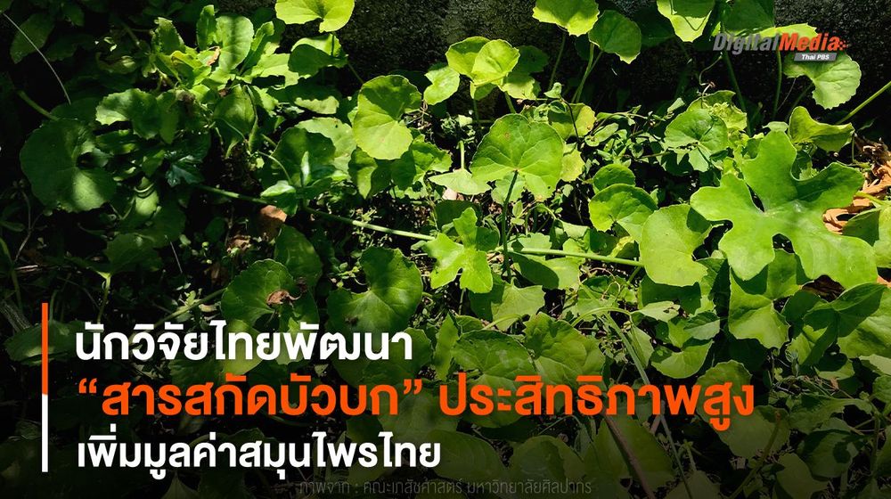 นักวิจัยไทยพัฒนา “สารสกัดบัวบก” ประสิทธิภาพสูง เพิ่มมูลค่าสมุนไพรไทย