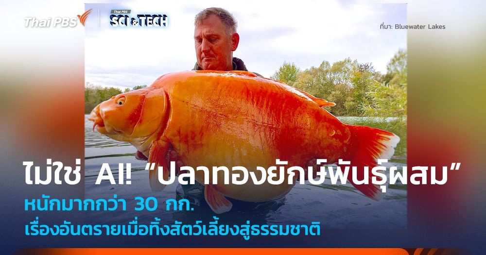 ไม่ใช่ AI! “ปลาทองยักษ์พันธุ์ผสม” เรื่องอันตรายเมื่อทิ้งสัตว์เลี้ยงสู่ธรรมชาติ